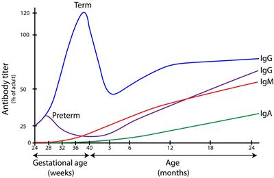 Neonatal sepsis and transient immunodeficiency: Potential for novel immunoglobulin therapies?